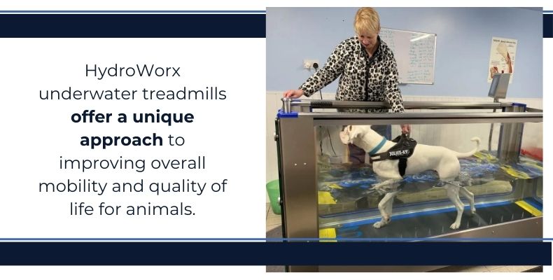 dog on underwater treadmill