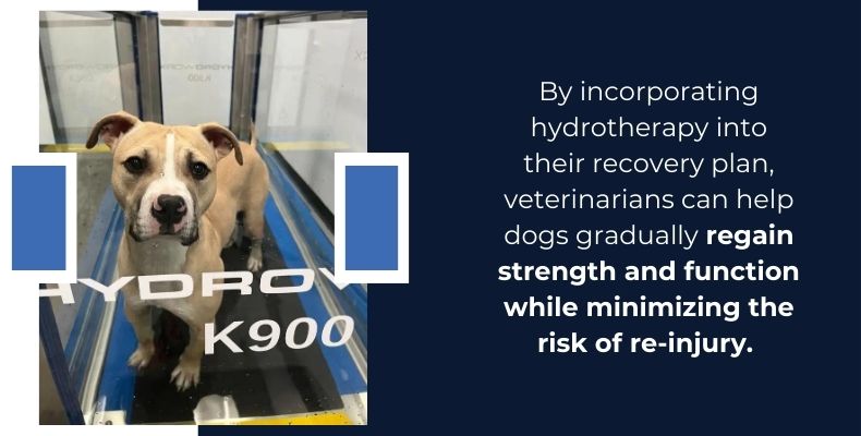 By incorporating hydrotherapy into their recovery plan, vets can help dogs regain strength