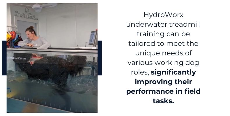 HydroWorx underwater treadmill training can significantly improve dog's performance